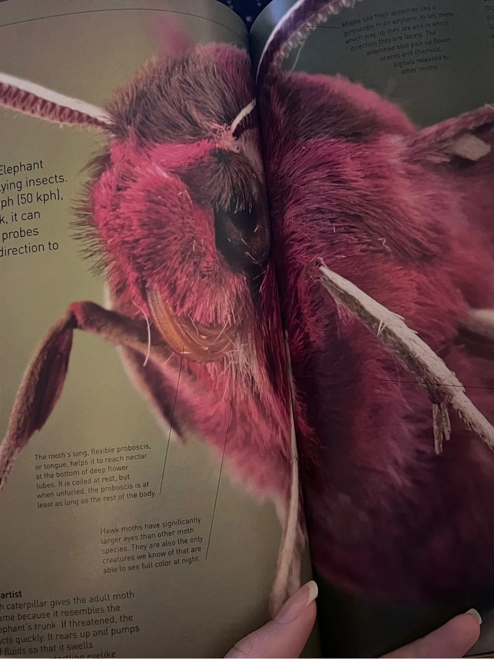 Animals Up Close: Zoom in On the World's Most Incredible Creatures